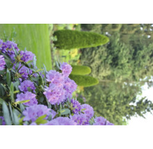 Großblumige Alpenrose, Rhododendron FloraSelf Rhododendron 'Catawbiense Grandiflorum' H 60-70 Co 15 L