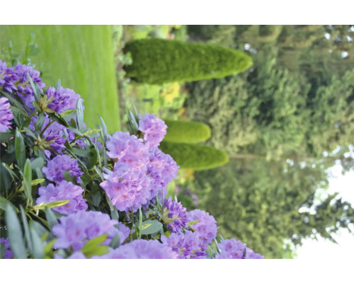 Nahaufnahme von lila Rhododendronblüten im Garten