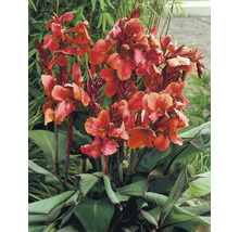 Blühende Canna Pflanze im Garten