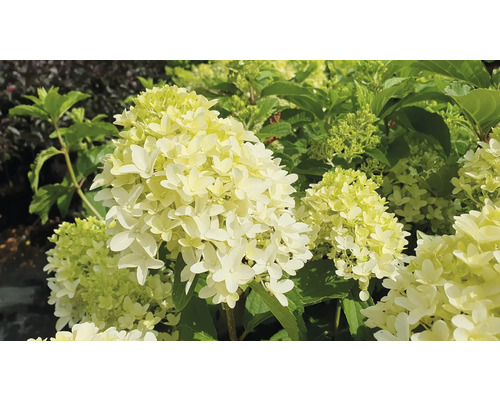 Rispenhortensie mit Blüte