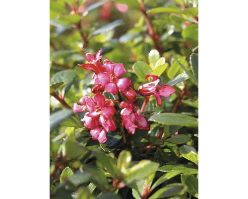 Arbuste andin 'Red Dream' FloraSelf Escallonia ‘Red Dream‘ H 30-40 cm Co 4,5 L Fleurs de Gaultheria