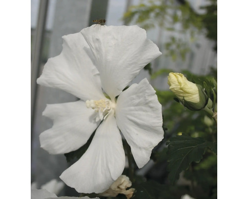 Garteneibisch FloraSelf Hibiscus syriacus 'White Chiffon' Co 15 L halbgefüllte Blüten