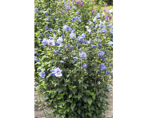 Blühender Hibiskusstrauch im Garten