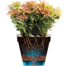 Illustration d'un Pieris japonica en pot avec système racinaire et irrigation