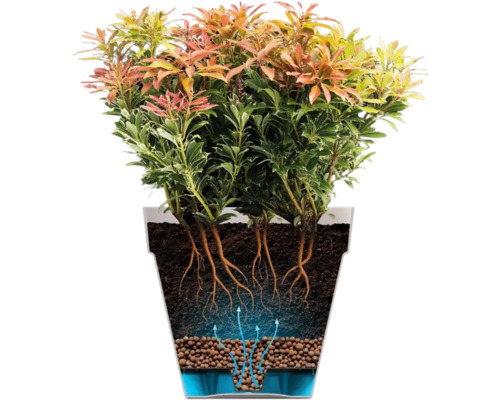 Illustration d'un Pieris japonica en pot avec système racinaire et irrigation