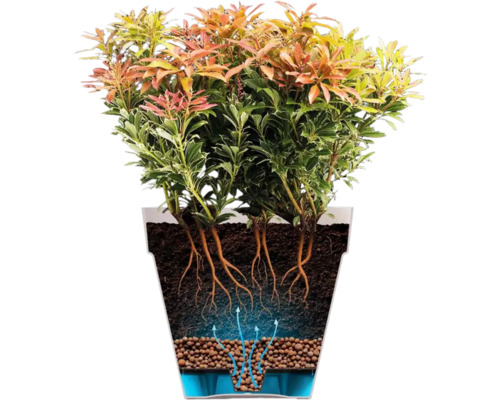 Illustration einer Schattenglöckchen Pflanze in einem Topf mit Wurzelsystem und Bewässerung