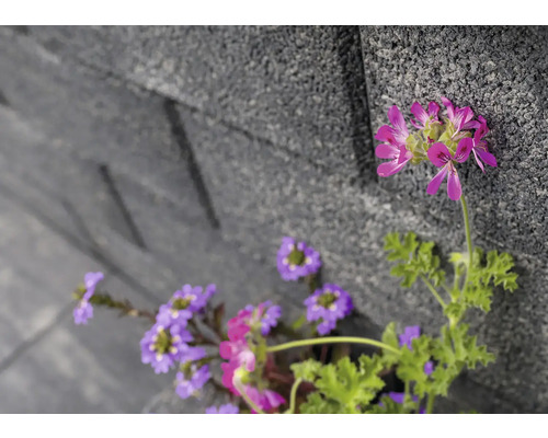 Gros plan de fleurs violettes et roses devant un mur de pierre gris.