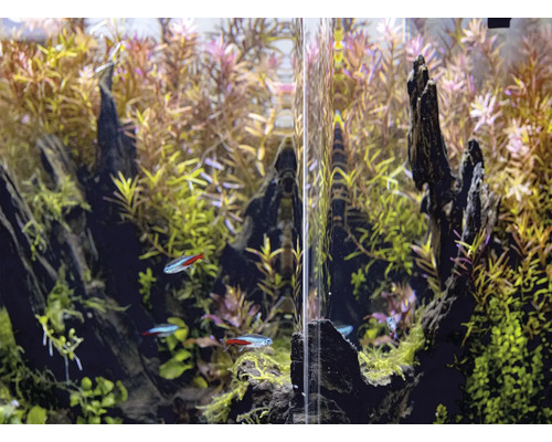 Aquarium avec plantes aquatiques et poissons