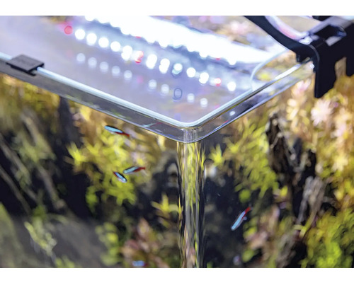 Detailansicht eines Aquariums mit Pflanzen und Fischen