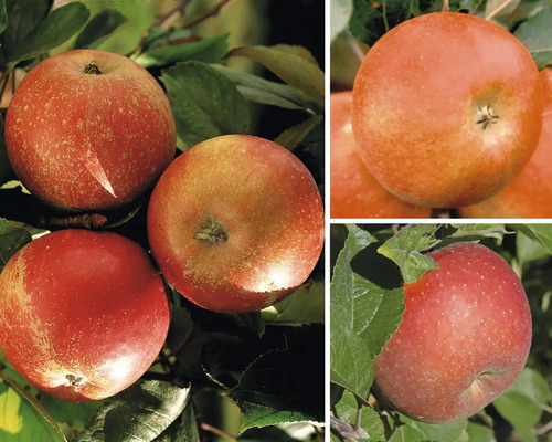 Trio de pommiers bio en espalier h env. 100-120 cm Co 7,5 l variétés de pommes Cox Orange-Elstar-Goldparmäne