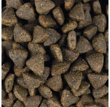 Gros plan sur des aliments secs pour chiens