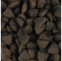 Gros plan sur des aliments secs pour chiens