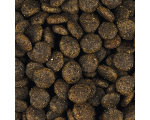 Nahaufnahme von Trockenfutter für Hunde