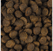 Gros plan sur des aliments secs pour chiens