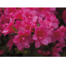 Azalée du Japon FloraSelf Rhododendron obtusum H 25-30 cm Co 3 L rose-thumb-4
