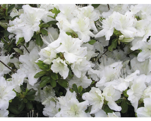 Japanische Azalee FloraSelf Rhododendron obtusum H 25-30 cm Co 3 L weiß