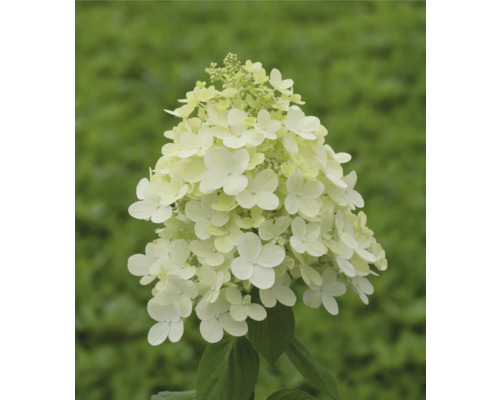 Hortensia paniculé FloraSelf Hydrangea paniculata h 60-70 cm Co 14 L diff. variétés