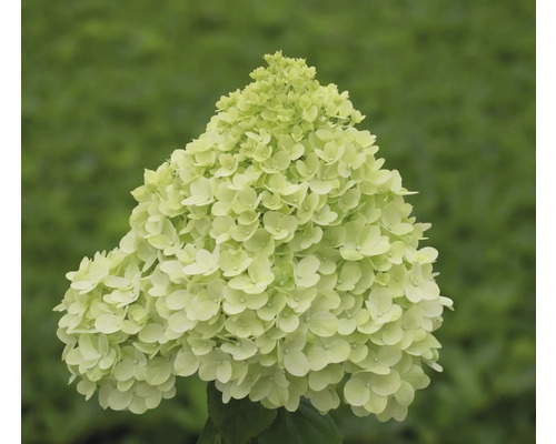 Fleur d''hortensia paniculée