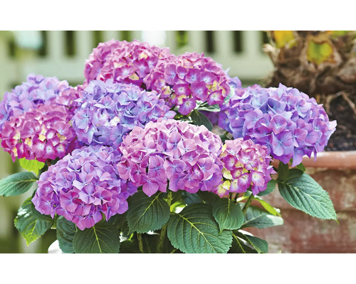 Nahaufnahme einer Hortensie im Topf mit Blüten