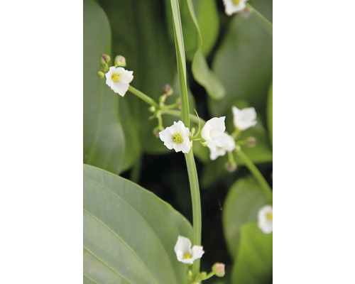 Sagittaire à fleurs blanches