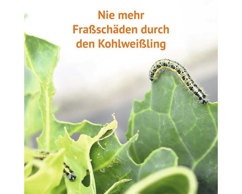 Kohlweißling Raupe auf einem Kohlblatt mit Fraßschäden
