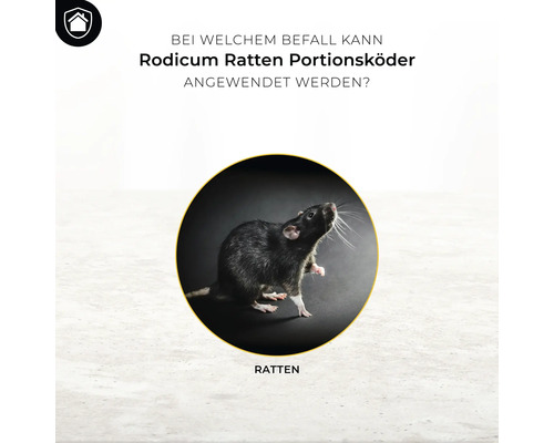 Anwendungsbereich Rodicum Ratten Portionsköder: Rattenbefall