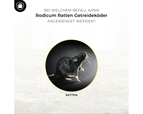 Ratte im Kreis, Schadnagerbekämpfung