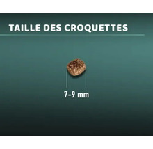 Taille d''une croquette : 7 à 9 millimètres