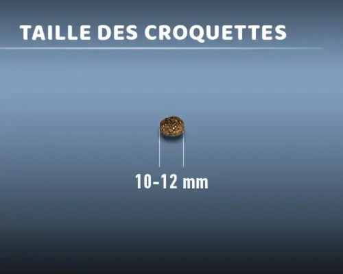 La taille des croquettes alimentaires est de 10 à 12 millimètres