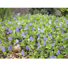 Pervenche fleurie comme couvre-sol