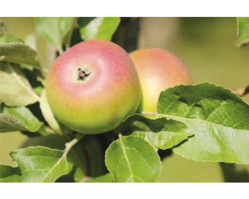 Pommier d'automne bio 'Prinz Albrecht' FloraSelf Bio Malus domestica 'Prinz Albrecht' hauteur du tronc env. 120 cm hauteur totale env. 150-180 cm peut se conserver, variété historique/ancienne Deux pommes sur l''arbre avec des feuilles