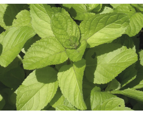 Menthe Goût d'Orange FloraSelf Mentha x piperita ssp. citrata 'Orange' h 5-20 cm Co 0,5 l Menthe Goût d'Orange FloraSelf Mentha x piperita ssp. citrata 'Orange' h 5-20 cm Co 0,5 l