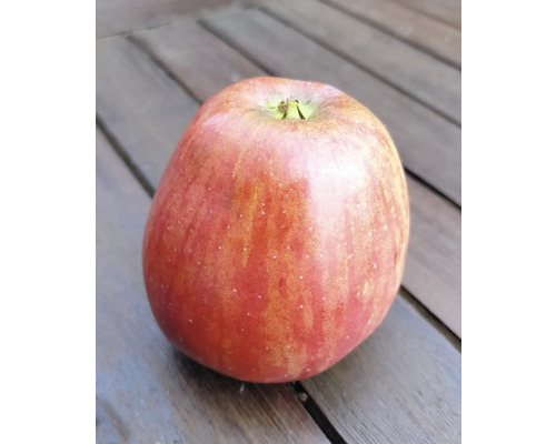 Bio Herbstapfel 'Tulpenapfel' FloraSelf Bio Malus domestica 'Tulpenapfel' Stammhöhe ca. 120 cm Gesamthöhe ca. 150-180 cm lagerfähig Historische/Alte Sorte Apfel auf einem Holztisch
