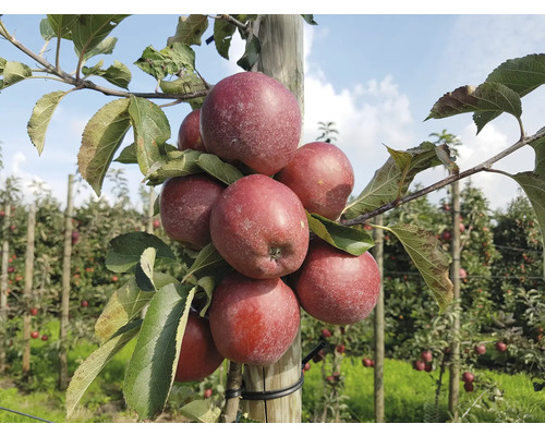 Pommier nain colonnaire bio FloraSelf Bio Malus Starline 'Orange Crimson' h 60-80 cm Co 7,5 l