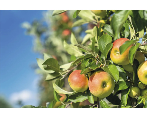 Pommier avec des pommes mûres et des feuilles vertes