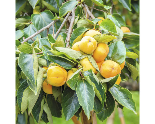 Bio Kaki 'Fuyu' FloraSelf Bio Diospyros kaki 'Fuyu' Stammhöhe ca