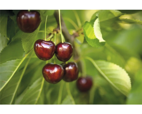 Merisier demi-tige FloraSelf Prunus avium 'Regina' hauteur totale 120-150 cm Co 7,5 l