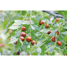 Zweig des Jujube-Baums mit Früchten und Blättern