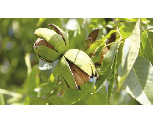 Semis de noyer Bio FloraSelf Bio Juglans regia H 150-180 cm Co 7,5 L