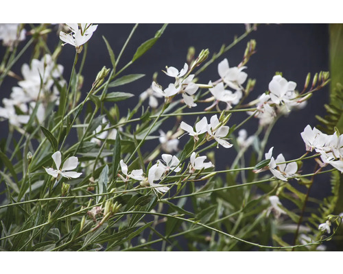 Gaura de Lindheimer 'Geyser White' FloraSelf Gaura lindheimeri 'Geyser White' h 10-30 cm Co 0,5 l