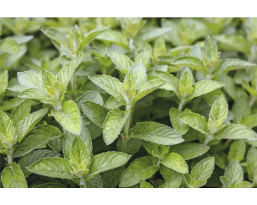 Menthe citron douce FloraSelf Mentha spicata 'Hillarys Sweet Lemon' h 5-20 cm Co 0,5 l