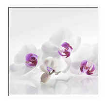 Crédence de cuisine mySpotti Profix Orchidée 160 x 60 cm PX-16060-61-HB