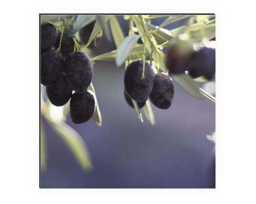 Nahaufnahme von Olivenzweigen mit Oliven