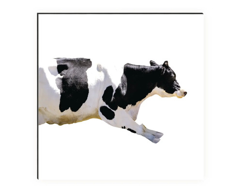 Wandbild einer schwarz-weißen Kuh