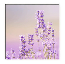 Crédence de cuisine mySpotti Profix champ de lavande 160 x 60 cm PX-16060-1034-HB