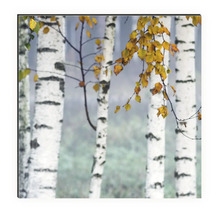 Dekobild mit Birkenwald-Motiv