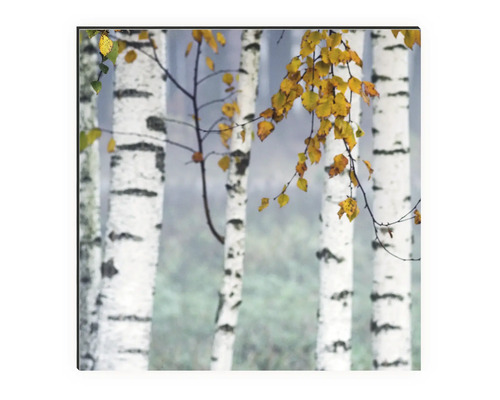 Dekobild mit Birkenwald-Motiv