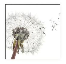 Crédence de cuisine mySpotti Profix Dandelion pissenlit fleurs 210 x 60 cm PX-21060-1508-HB