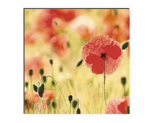 Tableau mural décoratif avec motif de coquelicots
