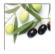Olivenzweig mit grünen und schwarzen Oliven